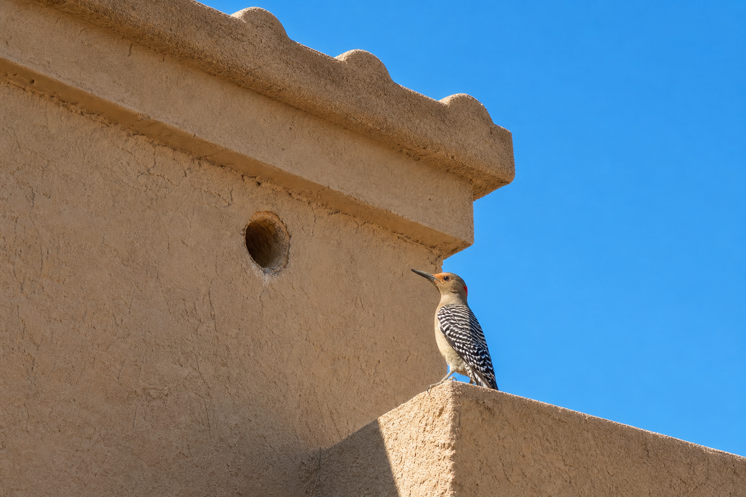 Gila woodpecker perched near a fresh hole in the tan stucco parapet of a Scottsdale home